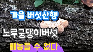 가을 버섯산행의 중요한 버섯 중 하나인 노루궁댕이버섯 산행