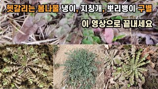 헷갈리는 봄나물 냉이, 지칭개, 뽀리뱅이 구별 - 이 영상으로 끝내세요