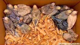 فتح اعشاش البادجي الرينبوات Badji के संभोग 😍 تبارك الرحمن Badji chicken, lovebirds.