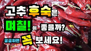 고추 후숙은 며칠이 좋을까? 고추말리기 건조기, 고추수확, 고추 건조, 고추말리기, 고추 태양초, 고추태양건조, 고추후숙, 고추숙성