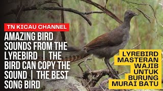 Amazing bird sounds from the Lyrebird  | masteran wajib untuk burung murai batu