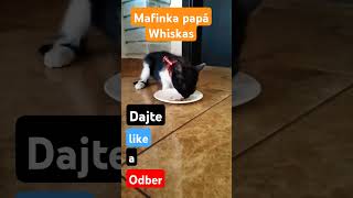 Mafinka papá Whiskas #macinkamafia #shorts