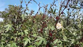 Roselle is BLOOMING | and partial tour of #garden Tuesday 10-31-23  Hope you Subscribe Like Comment