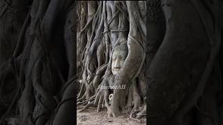 Mystery of the budha head in the tree!😱