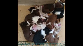 The sheepdog pups are 7 weeks old