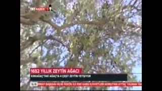 Kırkağaç'taki 1652 Yıllık Anıt Zeytin Ağacı TRT Haber'de...