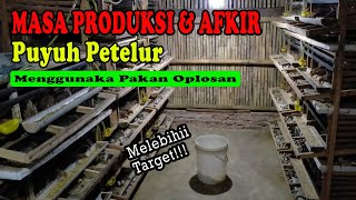 Masa Produksi dan Afkir Puyuh Petelur