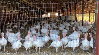 There were so many turkeys at this farm! 🦃 It’s so sad, but their days are numbered. 😢#turkey