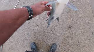 catching a Buffalo on the banks of the OHIO(Cincinnati) 7-10-21