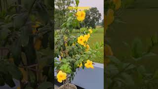 #অলকানন্দা#ফুল #অ্যালামন্ডা#Allamanda cathartica.....♥️