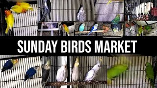 Visit Sharafat Ali Shop Los Road Birds Market Lahore Birds Latest Prices Update 25-Sep-2022