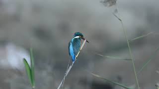 Common Kingfisher(1)