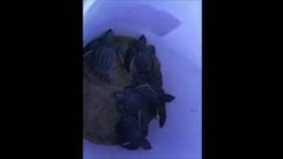 Leatherback Sea Turtle Hatchlings