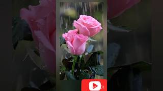 Pink rose and rain🌧️🌹🌹🌧️# shor #Rain and pink rose🌧️☔# viral#🌹🌧️❤️😍 @Cutecat  Animals-z5k