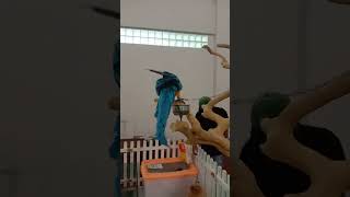 Burung Langka & Mahal, Blue Macaw Parrot || Hari Satwa Nasional #shorts