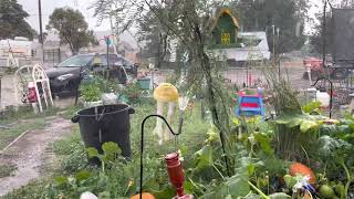 Summer rain in the pumpkin patch