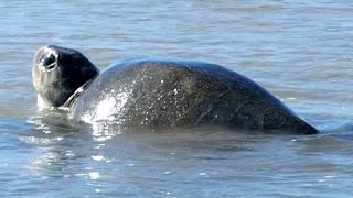 Olive ridley sea turtle heads back to the water after nesting on Playa Grande