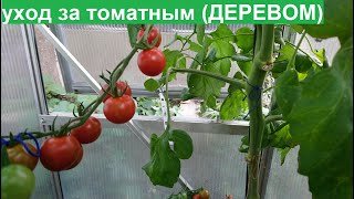 Какой уход за томатами черри,(коктейльные)?