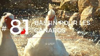 BASSIN POUR LES CANARDS  │LFDT #81