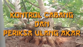 program akar sancang sekalian kontrol percabangan