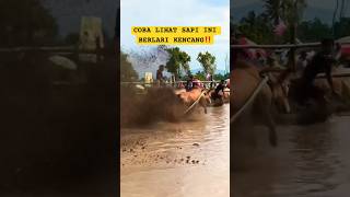 PACU JAWI (STORY) TONTON SAMPAI HABIS SAPI INI BERLARI SANGAT KENCANG😱‼️ #pacujawi #cowrace #viral