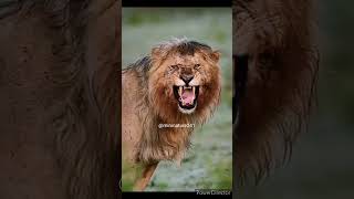 Lion roar in jungle#shorts#youtubeshorts#wildlife#wildlifephotography