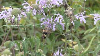 Hummingbird Moth