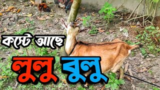 ছাগল দুইটা মা হওয়ার অপেক্ষায় || দেশি ছাগল || Purbasha Agro