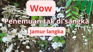 rizki tak disangka dapat jamur langka jamur enak mantap