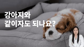 강아지와 같이 자도 되나요? 강아지 같이 잘 때 이것만 주의하세요 !