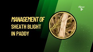 Management of Sheath Blight in Paddy