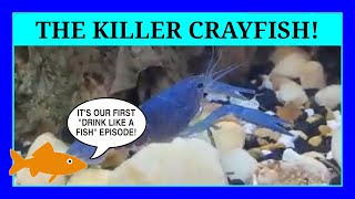 BLUCIFER, the Electric Blue Crayfish in Sandy's Tank (Drink Like A Fish)