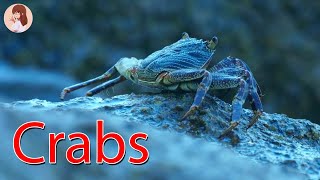 Amazing facts about Crab