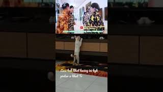 gemes lihat kucing ini kayak pintar kali nonton Tv #gemesin #anakkucing