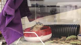 Golden-mantled Ground Squirrel Finds a New Use for a Wheel - July 2020