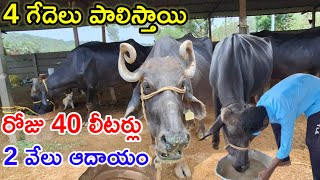 రోజు 2 వేలు low maintenance buffalo dairy farm @MalleshAdla