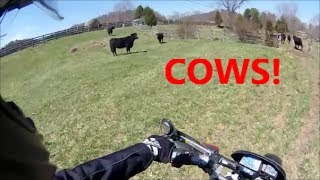 Where I learned how to ride, Slow Wheelie Practice, and COWS!