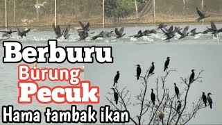 Berburu burung pecuk hama tambak ikan