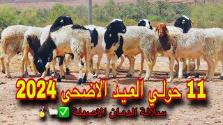 11 حولي لـلــبـيــع :عيد الاضحى 2024  جودة اللحم ممتاز 🏅✅سلالة الدمان الاصيلة 🐑🏅#ANOC