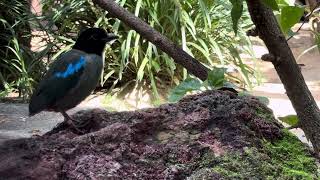 They build nests close to the ground, hidden in dense vegetation, using leaves, twigs, and roots.