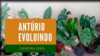 Antúrio - Veja como evoluíram os antúrios | Como cuidar de antúrio