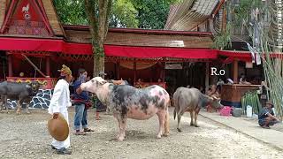 Kada To'mina Singgi' na Tedong Ma'pasa Tedong Rambu Solo'di Pindan Pute Singki Toraja Utara part2