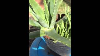 Adult Aloe Vera Plant with Multiple Pups Growing From the Same Pot