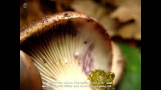 Lactarius uvidus. Champimaginatis. English Text.