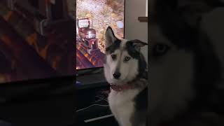 Oh no… #gamer #memes #farcry6 #husky #gamergirl #fyp #foryou #dog