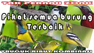 suara pikat trucukan terbaik full dan semua burung kecil.yellow vanted bulbul call