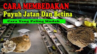 Cara Membedakan Puyuh Jantan Dan Betina