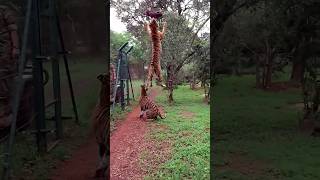 Tiger jumps extremely high to catch it's food #tiger #lion #safari #animals #zoo #animal #wildlife