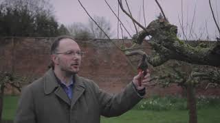 Amazing Trees   Pruning