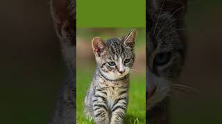 I gatti hanno un terzo occhio invisibile  #shorts #curiosità #amicifelini #cute #viralvideo #cat